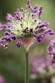 Flowersgardenlove Pretty Flowers Amazing Flowers Flowers Pretty Flowers