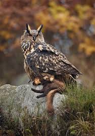 What do owls usually eat? Dietary Biology Of The Eurasian Eagle Owl Wikipedia