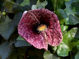 Image result for Aristolochia