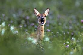 Verdacht auf Wilderei in Bayern: Polizei sucht nach Zeugen