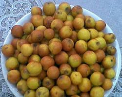 Image of ثمار شجرة السدر