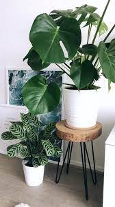 Unique Plant Stands Ideas For Your Home My Tasteful Space Plant Decor Minimal Decor Unique Plants