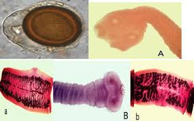 Image result for Beef Tapeworm