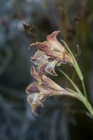 Image result for Gladiolus magnificus