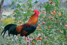 Ayam ayam, ayam, makanan, hewan, orange png. Wallpaper Ayam Jago Hd Unduh Gratis Wallpaperbetter