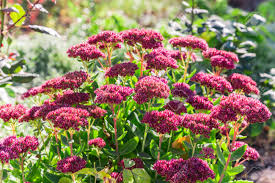 Choose deluxe or premium and our designers will add even more premium flowers to make the arrangement more full and lush. Bright Autumn Floral Natural Background With Blooming Pink Flowers Sedum Stonecrop On A Flowerbed In The Garden Succulent Plant And Herbal Medicine Traditional Medicine Indian Summer Sunny Day Stock Photo Picture And
