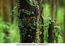 So why did you ever think? Vines Wrapped Around The Tree Stock Photos And Images Avopix Com