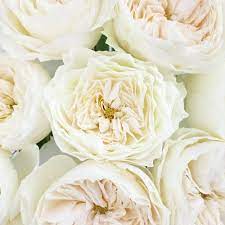 Paper White Garden Rose Garden Rose Bouquet Types Of White Flowers Amazing Flowers