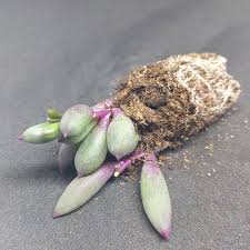 Image result for Senecio purpureus