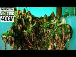 Pin Di Aquaskep