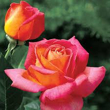 Summer Nights Hybrid Tea Rose Hybrid Tea Roses Tea Roses Beautiful Roses