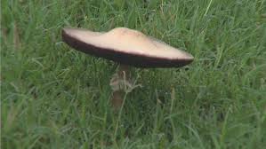 poisonous mushrooms appearing in green country lawns ktul