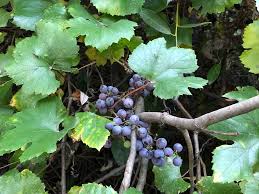 Image result for Vitis