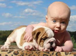 The healthiest puppies are available now on euro puppy has delivered english bulldogs across the united states. Blue Eyed Baby With White And Brown English Bulldog Puppy English Bulldog Puppies Bulldog Puppy Training Bulldog Puppies