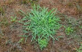 It is an annual and will die off in the winter and is easily putting your grass onto the gardening equivalent of social welfare is a dangerous thing to do. How To Kill Crabgrass Lovetoknow