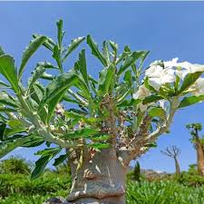 Image result for Pachypodium saundersii