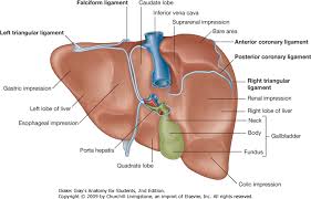The liver is an essential organ that has many functions in the body, including making proteins and blood clotting factors, manufacturing triglycerides and cholesterol, glycogen synthesis, and bile production.; Http Ksumsc Com Download Center Archive 2nd 437 2 20gastrointestinal 20and 20nutrition 20block Female 20group Anatomy 8 20anatomy 20of 20liver 20and 20spleen Pdf