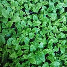 الأسباب المهمة لزراعة النعناع في موسم الصيف herbs growing seeds