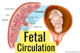 For many people, math is probably their least favorite subject in school. Fetal Circulation Quiz Maternity Nursing Nclex