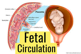 Questions and answers on labeled/unlebled diagrams of a human cell. Fetal Circulation Quiz Maternity Nursing Nclex