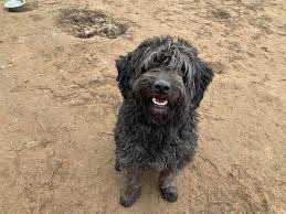 The puli therefore had to be a forceful and vocal, as well as a companion and a close working herder and a constant to the. Casanova 3 Year Old Male Hungarian Puli Cross Available For Adoption
