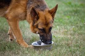 Although some people think that a once a day meal is good enough, dogs can't really tell us if it is. Purchase How Many Times A Day Should I Feed My 6 Month Old Puppy Up To 77 Off