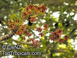 Image result for Sterculia appendiculata