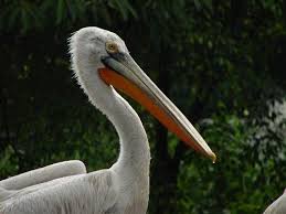 Bird With Big Mouth Big Mouth Bird Collection Big Mouth Bird Mouth