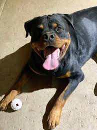 Poor animals, theres hardly hope for them to get adopted from here. Rotten Rottie Rescue Rottweiler Rescue Arizona Rottweiler Adoption Phoenix Az Fostering Volunteer Training