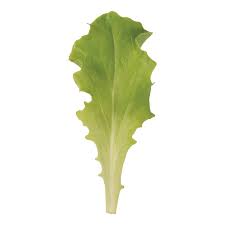 Image result for Lettuce Green 1977 Hussmann