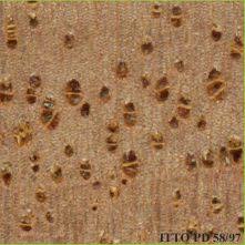 Image result for Bombax rhodognaphalon