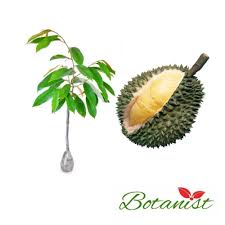 Untuk bapak/bunda yang masih ragu ataupun tidak memiliki atm, jangan. Jual Bibit Tanaman Durian Musang King Kota Metro Sekense Tokopedia