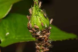 And my first three sun flowers bloomed very, very, very small. How To Identify And Control Common Plant Pests