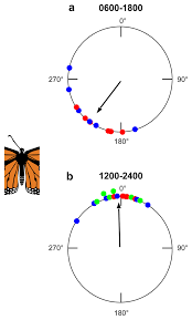 Download mongodb compass for windows pc from filehorse. A Single Antenna Is Sufficient For Proper Time Compensated Sun Compass Download Scientific Diagram