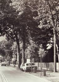 His plan called for the planting of 7,000 trees—each paired with a columnar basalt stone approximately four feet high and positioned above ground—throughout the greater city of kassel. 7000 Oaks Alchetron The Free Social Encyclopedia