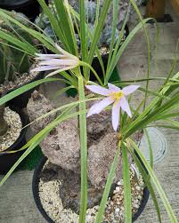 Image result for Xerophyta pauciramosa