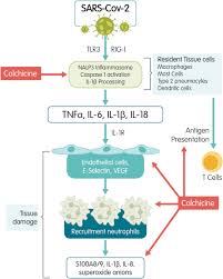Image result for Colchicine