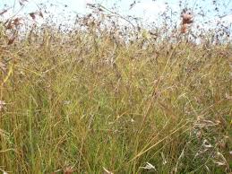 Image result for Themeda triandra
