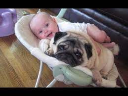 Những chú chó và em bé là đôi bạn thân - Chó con và em bé dễ thương -  YouTube