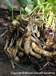 Image result for Maranta arundinacea