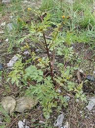 Image result for Bidens bipinnata