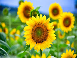 Aside from the fact that its flower turns towards the sun, its flower heads, in combination with its ligules, resemble the. A Unique Sunflower Garden Has Bloomed At This Resort In The Usa Times Of India Travel