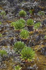 Image result for Dendrosenecio