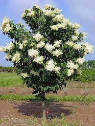 Ivory Silk Japanese Lilac Tree Japanese Lilac Tree Lilac Tree Japanese Tree