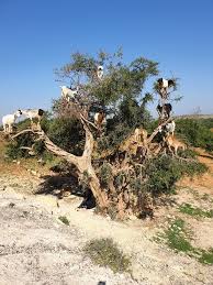 Goats Eating From The Argan Tree Morocco Goats