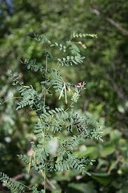 Image result for Indigofera ischnoclada