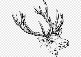 Mewarnai gambar mewarnai gambar sketsa hewan rusa 2. Rusa Ekor Putih Menggambar Antler Seekor Rusa Yang Tersandung Batu Tanduk Binatang Menyusui Png Pngegg