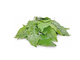 We did not find results for: Daun Melinjo 100 Gram Otamartid Com