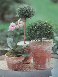 Aging Terra Cotta Mix 1 Cup Lime Powder 2 Cups Water Paint Solution Onto Pots Spot Spray With Water While S Lime Powder Container Gardening Projects To Try