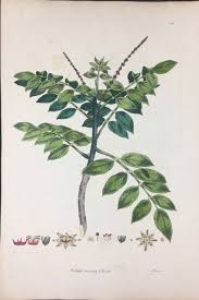 Image result for Brucea